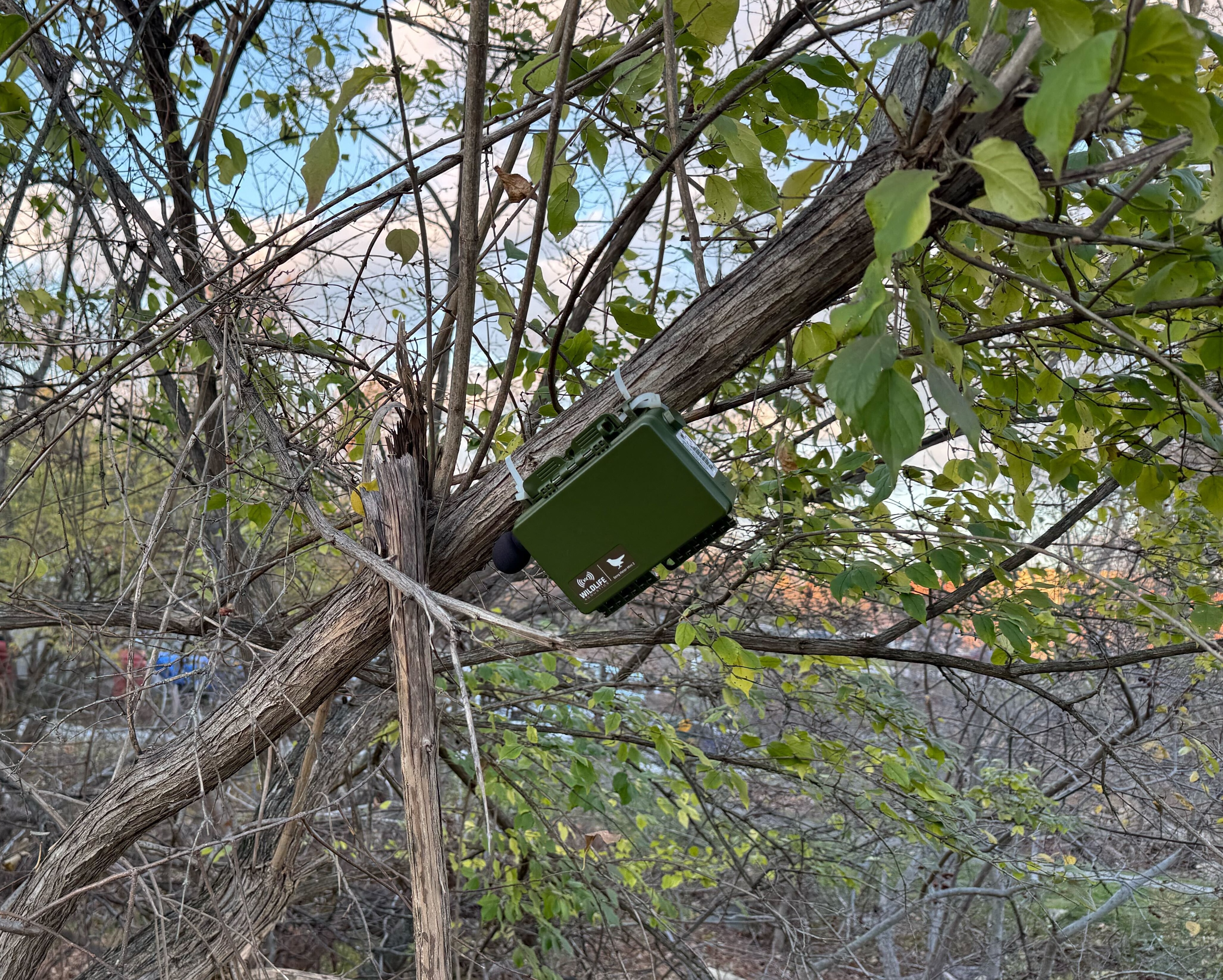 Real-Time Biodiversity Monitoring for Commercial Real Estate